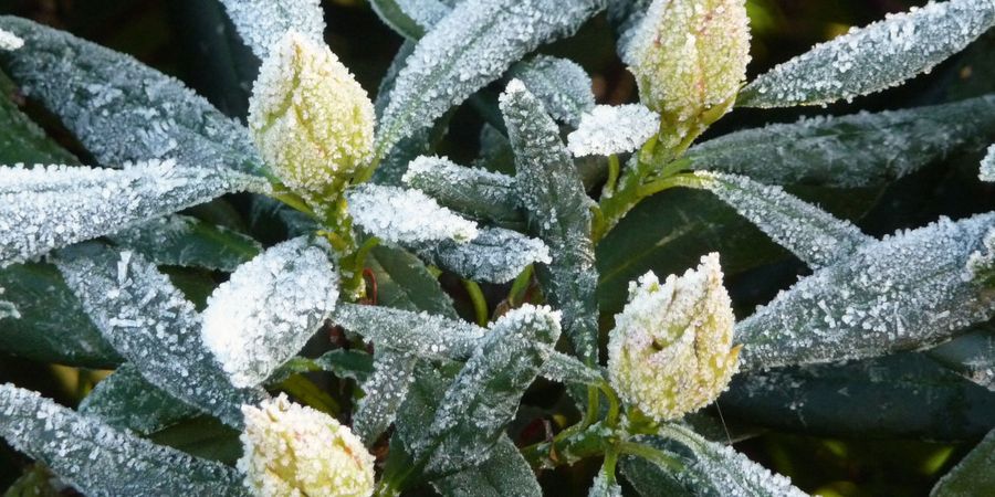 Garten winterfest machen – Pflanzen von Schnee und Eis befreien