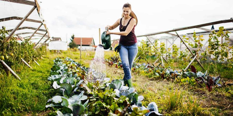 Frau gießt Gemüse mit Gießkanne im Selbstversorger Garten. Die Beete sind in langen Reihen angelegt