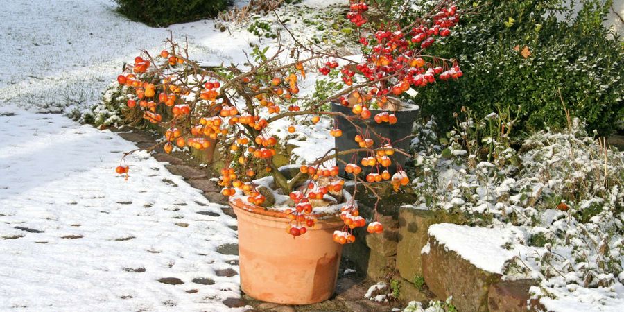 Garten winterfest machen mit der richtigen Pflanzenwahl