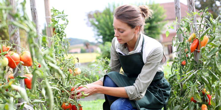 Frau mit Tomatenstauden in einem Selbstversorgergarten 