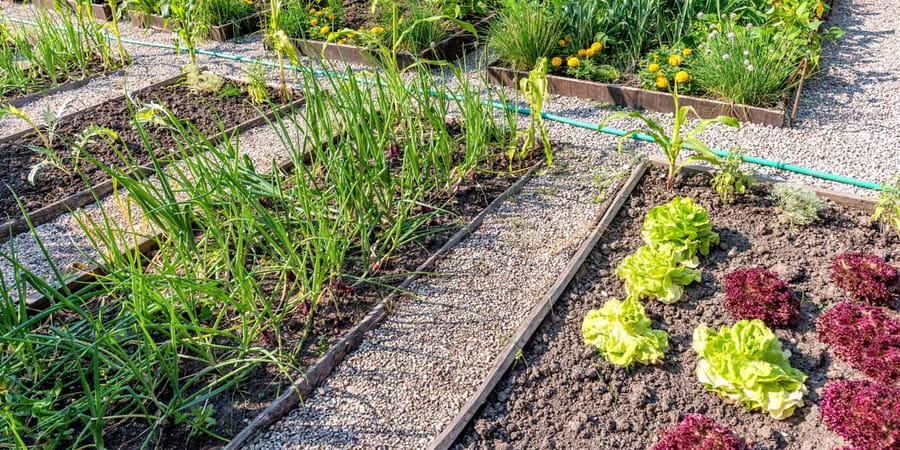 Gemüsebeet mit Pflanzen im Selbstversorger Garten: rechts verschiedene Salate, links Frühlingszwiebeln. Zwichen den Beeten wurden Wege angelegt.