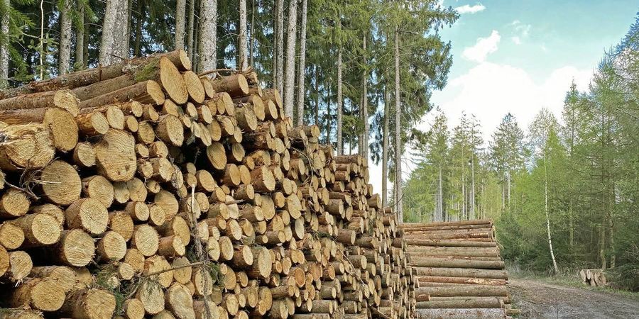 unbehandeltes Holz im Wald für Holzfaserdaemmung