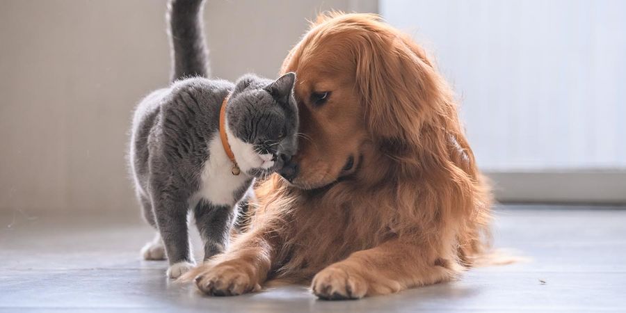 Haustier Hund und Katze schmusen miteinander