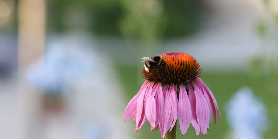 Bienenfreundlicher Garten Hummel Blüte