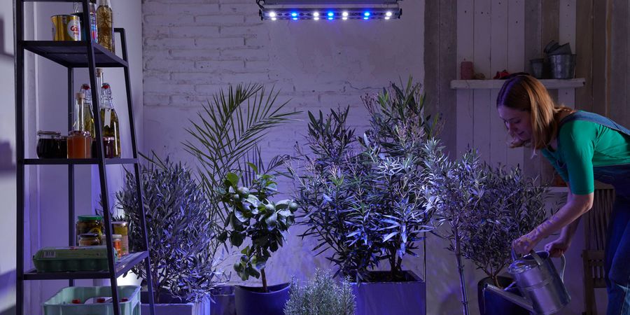 Zimmerpflanzen überwintern im Keller mit LED-Licht