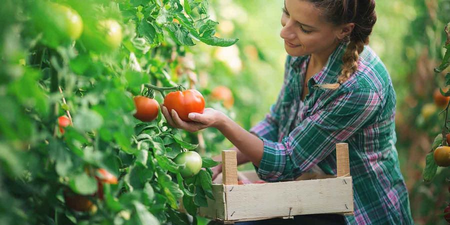 Frau erntet Tomaten im Garten. Zwischen Juli und September kann man sich in Deutschland selbst mit Tomaten versorgen. 
