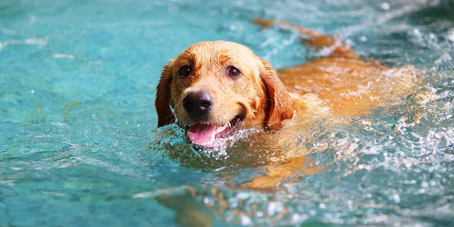 Haustier Hund Labrador-Retriever schwimmt