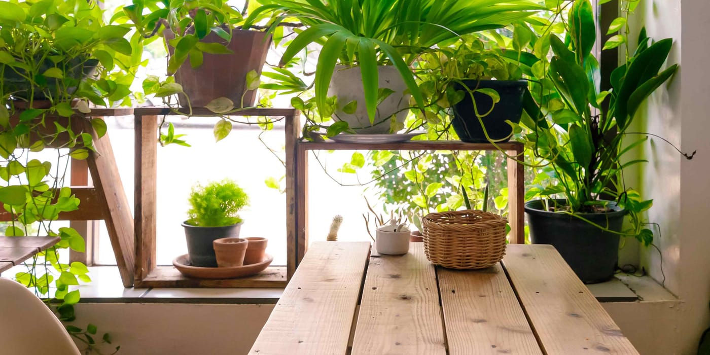 Dekotrend Urban Jungle Pflanzen am Fenster