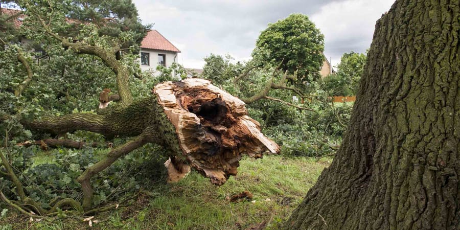 Schaden durch umgestürzten Baum