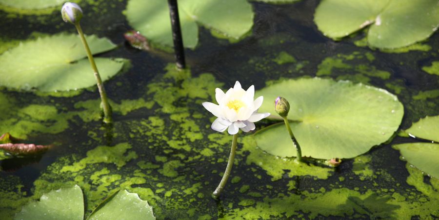 Weiße Wasserlilien als Schwimmblattpflanzen gegen Algen