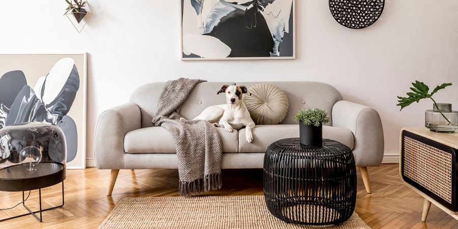 Hund liegt auf einer Couch in einem Wohnzimmer mit Sofa mit Hygge-Einrichtung
