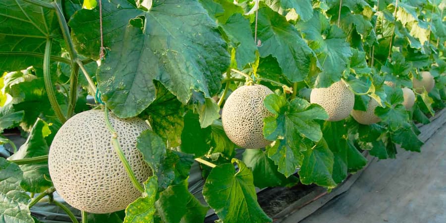 Zuckermelonen an der Pflanze für Selbstversorger – auch in Deutschland