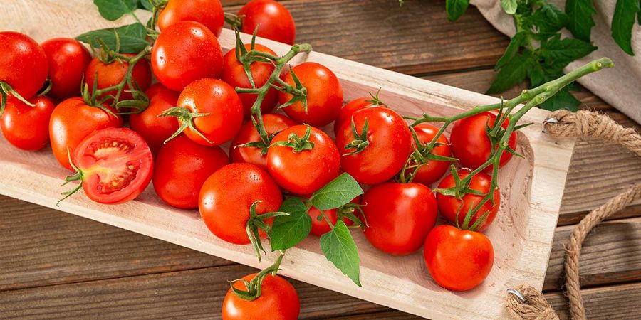 Frische geerntete Tomaten aus dem Selbstversorger Garten auf einem Tablett