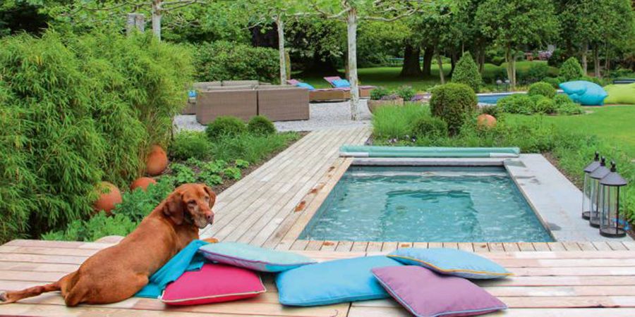 Hund an einem Mini Pool auf einer Terrasse.