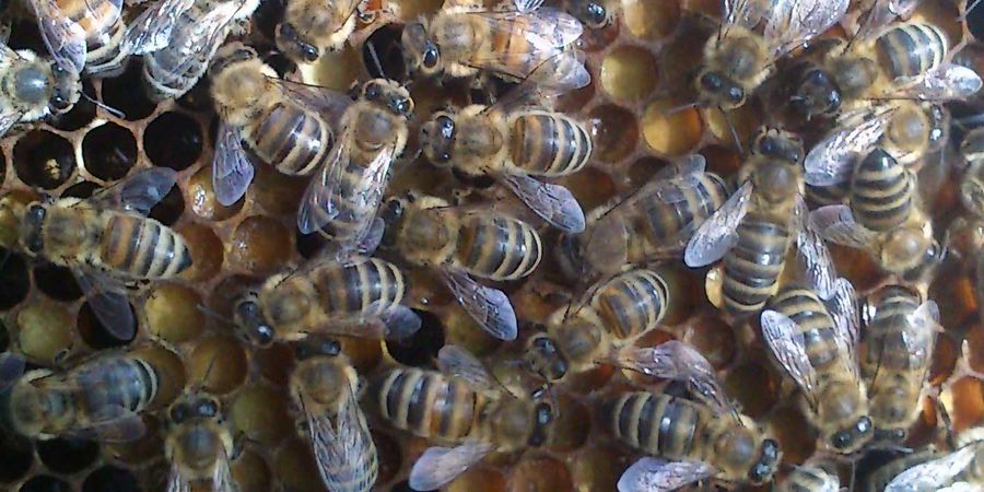Volk von Bienen – Bienenfreundliche Pflanzen