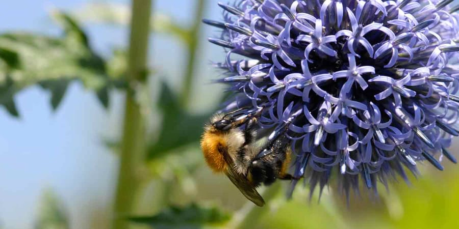 Blütenstaub als Insektennahrung – bienenfreundliche Pflanzen