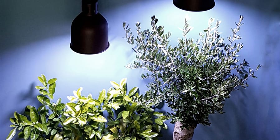 Zimmerpflanzen überwintern mit viel Licht