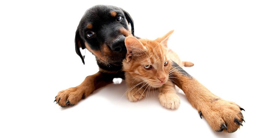 Haustiere Welpe und junge Katze kuscheln