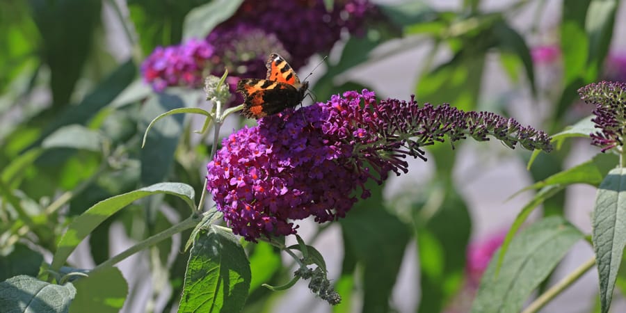 Flieder mit Schmetterling in bienenfreundlichen Pflanzen