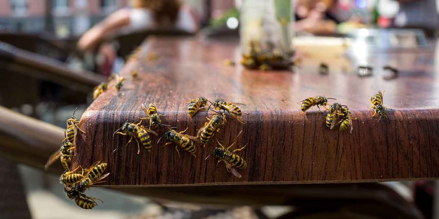 Viele Wespen am Tisch 