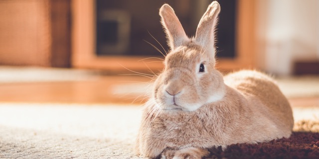 Kaninchen auf Teppeichboden in Einfamilienhaus